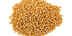 Mustard Seeds