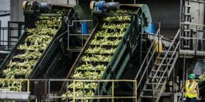 Frozen Peas Processing Plant Setup