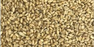 Wheat Seeds