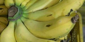 Fresh Organic Banana