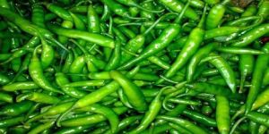 Fresh Green Chilli