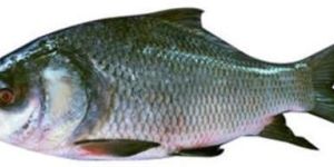 Frozen Catla Fish