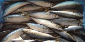 Frozen Mackeral