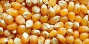 Yellow Maize