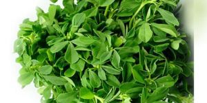 Fresh Fenugreek Leaves
