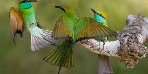 Bird Watching Tour Package