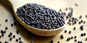 Mustard Seeds