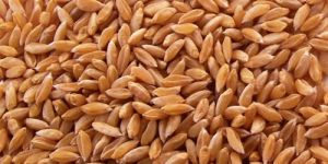 Bhalia Wheat