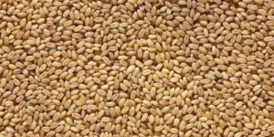 Sharbati Tukdi Wheat