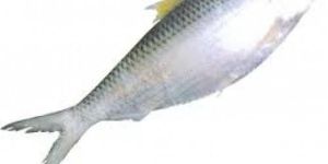Fresh Hilsa Fish