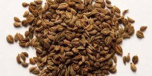 Ajwain Seed Extract