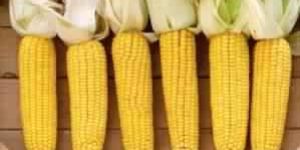 Yellow Corn