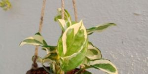 Hanging Coconut Shell Planter with Variegated Money Plant