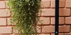 Hanging Pot with Full Grown Pilea