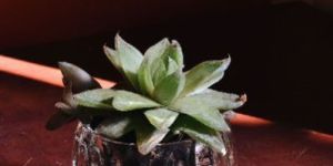 Round Glass Pot with Succulent Plant