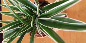 Self-Watering Plastic Pot with Spider Plant