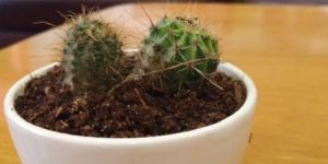 White Ceramic Pot with Cacti