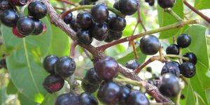Black Plum