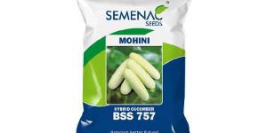 BSS 645 Hybrid Cucumber Seeds