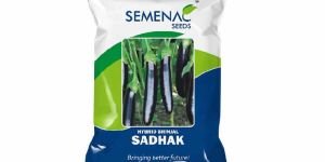 Hybrid Brinjal Sadhak Seeds