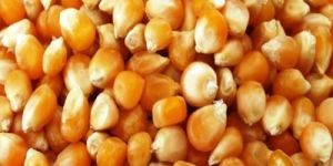 Corn Seeds