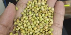 Coriander Seeds