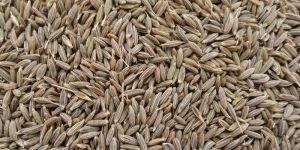 Cumin