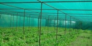 Nursery Shade Nut