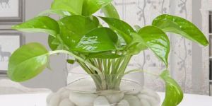 Beautiful Home Decor Money Plant in a Glass Vase