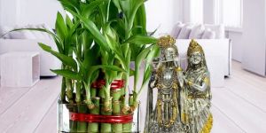 Blessed Selection of Two Layered Bamboo Plant in Glass Pot with Radha Krishna Murti