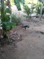 Country Chickens