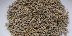 Coriander Seeds