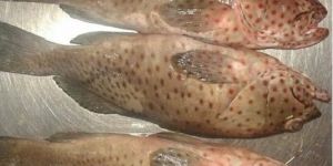 Frozen Reef Cod Fish