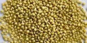 Browntop Millet