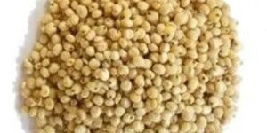 Sorghum Seeds