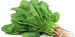 Fresh Spinach Leaves