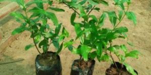 Pomegranate Tissue Culture Plant