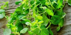 Oregano Leaves