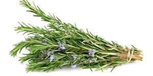 Rosemary Leaves