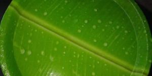 Banana Leave Paper Plate
