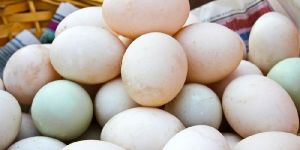 Fresh Duck Eggs