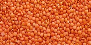 Masoor Dal