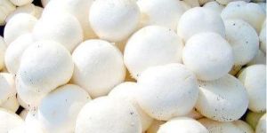 Fresh Button Mushroom