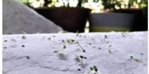 21 Fools Plantable Seed Paper Sheet - 22*30 Inches