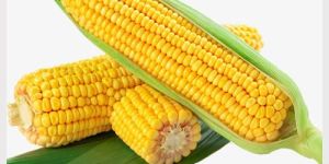 Indian Maize/Yellow Corn