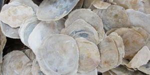 Oyster Shell Calcium Carbon