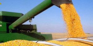 High Purity Natural Bulk Pure Yellow Corn