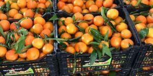 Organic Navel Oranges
