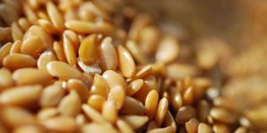 Organic Flax Seed