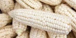 White Corn